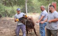 Antalya Büyükşehir Belediyesi Kurban Bayramı’na hazır
