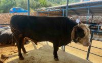 1 ton 300 kiloluk tosun 430 Bin TL’ye satıldı
