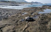 Gazipaşa’da caretta başı kesilmiş halde bulundu
