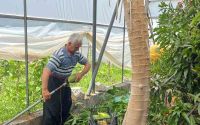 Alanya’da papaya hasadı başladı, kilosu 100 liraya kadar alıcı buluyor
