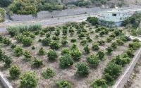 Alanya’da erkenci Clifton cinsi avokado hasadı başladı
