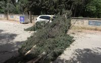 Antalya’da mezarlıktaki ağaç devrildi, park halindeki araç zarar gördü
