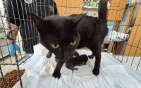 Havalandırma boşluğuna düşen kedi ve yavruları kurtarıldı
