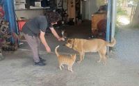 Gözleri görmeyen köpeğe 13 yıldır evladı gibi bakıyor
