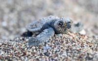 Antalya’da caretta caretta yavruları denizle buluştu
