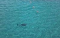 Alanya’da kıyıya yaklaşan yunus turistlerle yüzdü
