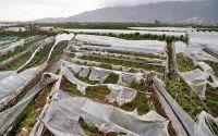 Antalya’da üreticilere 1 yılda 657 bin 400 metrekare sera naylonu hibe edildi
