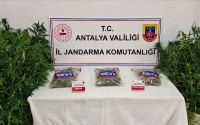 Gazipaşa’da 146 kök kenevir ve 1 kilo 150 gram esrar ele geçirildi
