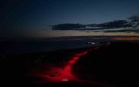 Carettalar için deniz yoluna LED ışık döşendi
