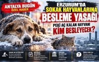 Erzurum’da Sokak Hayvanlarına Besleme Yasağı: Peki Aç Kalan Hayvanı Kim Besleyecek?