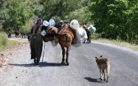 Yörüklerin Toroslar’dan sahile dönüş yolculuğu başladı
